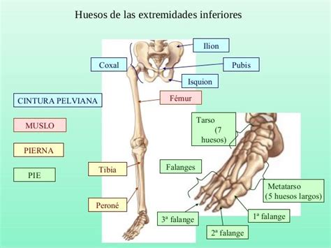 Huesos De Las Extremidades Inferiores Cintura Pelviana