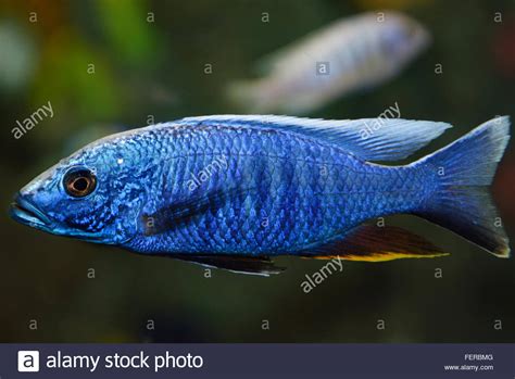 Electric Blue Hap African Cichlid In A Freshwater Ripleys