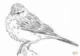 Sparrow Chipping sketch template