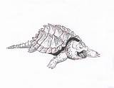 Alligator Snapper Turtle sketch template