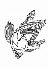 Vissen Kleurplaten Poisson Fisch Kleurplaat Fische Coloriages Animierte Animaatjes Ausmalbilder Malvorlagen1001 Kleurplatenwereld Coloriage Imprimer sketch template