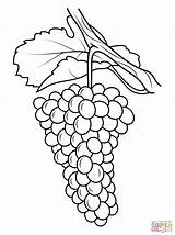 Grapes Drawing Coloring Pages Line sketch template