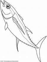 Tuna Drawing Coloring Fish Mahi Line Drawings Pages Yellowfin Google Getdrawings Search Kids Template Colouring Choose Board 720px 46kb sketch template