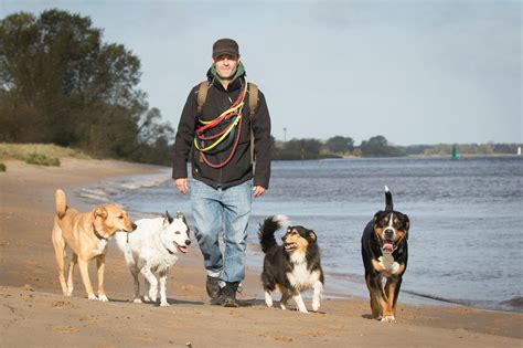 hundebande bremen professsionelle hundebetreuung  bremen