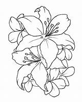 Drawing Outline Peony Flower Drawings Paintingvalley Line sketch template