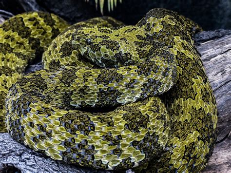 green spotted snake coiled  stock photo public domain pictures