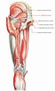 Afbeeldingsresultaten voor Musculus Piriformis. Grootte: 62 x 102. Bron: www.earthslab.com