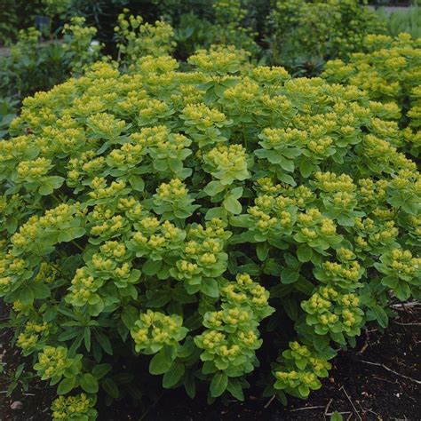 euphorbia polychroma cushion spurge