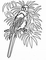 Parrot Coloring Tropical Bird Realistic Hawaii Female Beach Colouring Parrots Printable Grown Ups Getcolorings Template sketch template