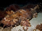 Image result for "orectolobus Ornatus". Size: 137 x 100. Source: fishesofaustralia.net.au