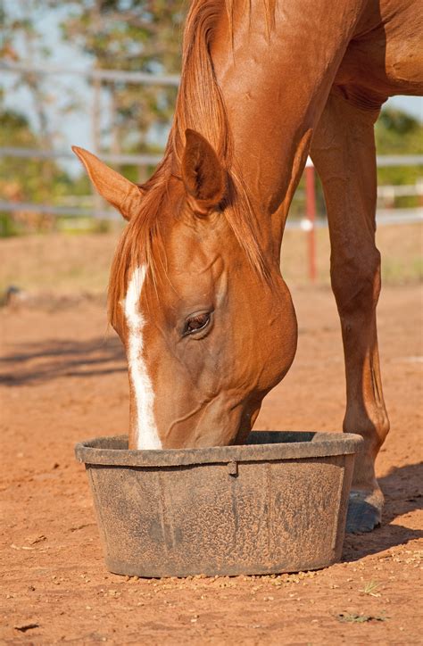 complete feeds  horses  equine nutrition nerd