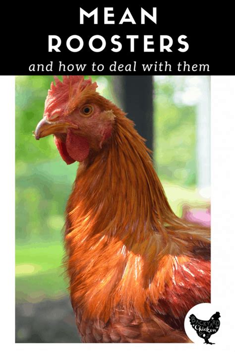 when good roosters go bad dealing with a mean rooster