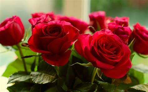 hd roses red flowers background pictures wallpaper