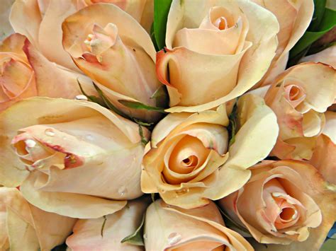 elegant rose bouquet received  bouquet   gorgeous flickr