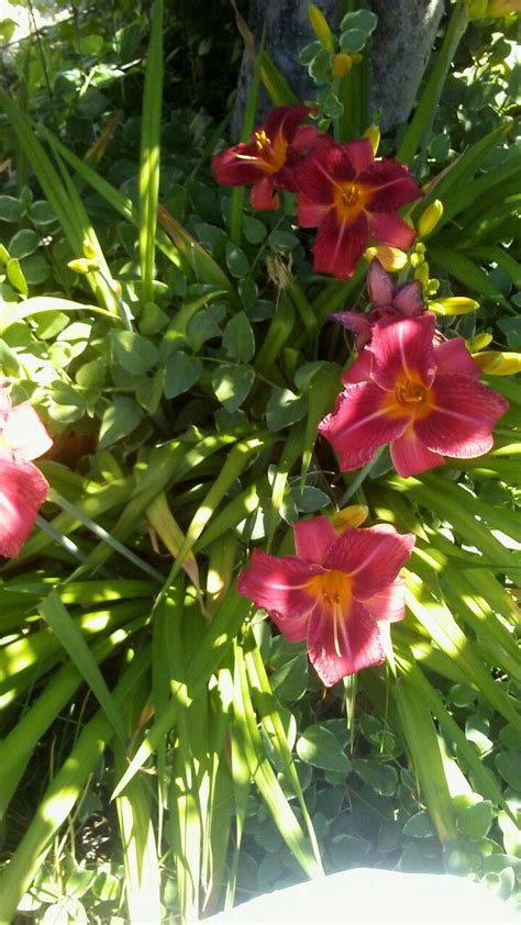 garden lilies  lilies garden plants irises garten lawn