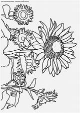Zonnebloemen Girasoles Sonnenblume Girasole Kleurplaat Girasoli Kleurplaten Malvorlage Tekeningen Educima sketch template