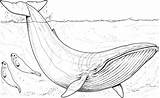 Whale Coloring Pages Blue Printable Whales Animals Wildlife Humpback sketch template