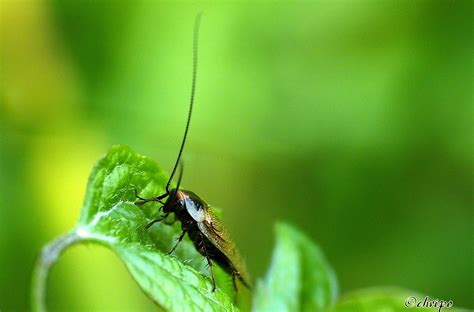 insekten makros  ottakring