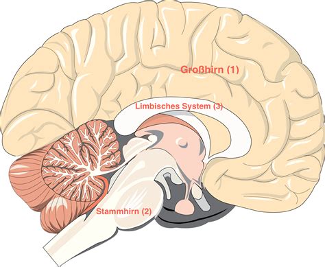 grafik menschliches gehirn mit limbisches system stammhirn und