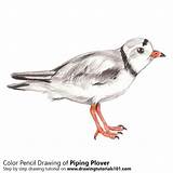 Plover Piping Drawingtutorials101 sketch template