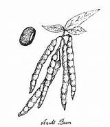 Drawing Lentil Bean Paintingvalley Drawings Sprout Fiber Getdrawings sketch template