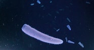 Afbeeldingsresultaten voor Pyrosoma. Grootte: 186 x 100. Bron: www.geomar.de