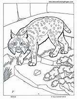 Mammals Bobcat sketch template