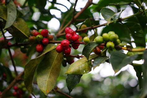 ethiopias arabica coffee  helping fight climate change blogs farm africa