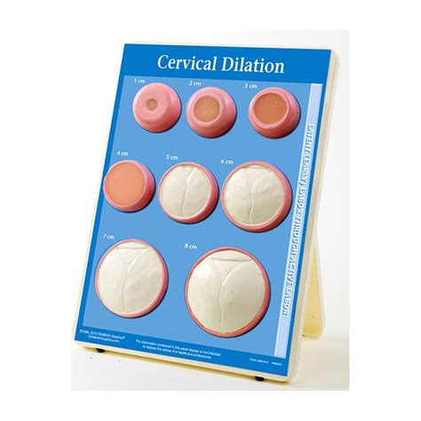 cervical dilation display  models buyamag