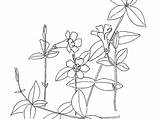 Periwinkle Flower Drawing Minor Vinca Getdrawings Common Plant sketch template