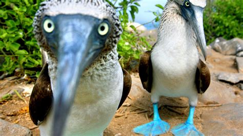 Questions For ‘on Galápagos Revealing The Blue Footed Booby’s True