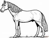 Horse Coloring Pages Horses Printable Adult Animals Animal sketch template