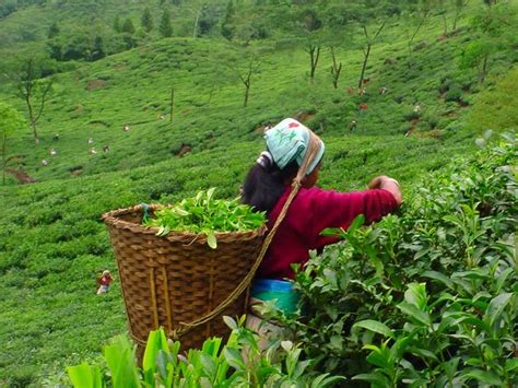 tea  plantation workers civilization  india