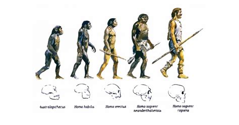 La Teoría De La Evolución Biológica Qué Es Y Qué Explica 2022