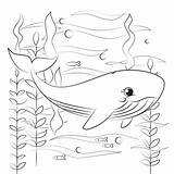 Whale Whales Supercoloring sketch template