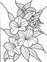 Coloring Bush Rose Pages Getcolorings Cecile Brunner Printable sketch template