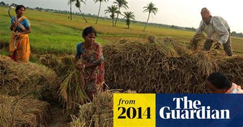 Miracle Grow Indian Rice Farmer Uses Controversial Method