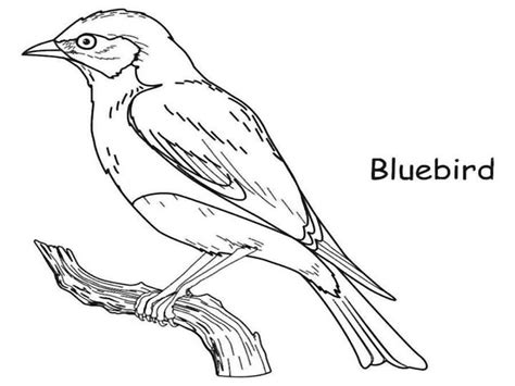 robin bird coloring pages  puppy coloring pages bird coloring pages