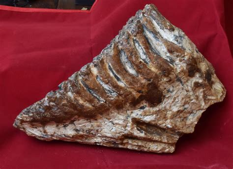 mammuthus primigenius jsd fossiles