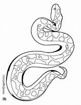 Colorear Serpiente Serpientes Cobras sketch template