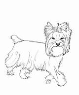 Yorkshire Coloring Terrier Pages Yorkie Dog Cairn Yorkies Puppy Chien Coloriage Imprimer Teacup Designlooter Poo Dogs 75kb 360px Gif Drawings sketch template