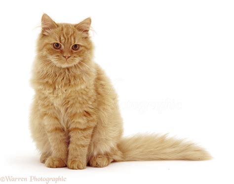 fluffy ginger cat sitting photo wp