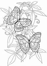 Butterfly Butterflies Everfreecoloring Characteristic sketch template