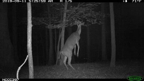 Creepy Camera Trap Photo Finds Deer On Two Legs In Nc Woods Durham