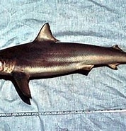 Afbeeldingsresultaten voor "carcharhinus Brevipinna". Grootte: 178 x 182. Bron: www.floridamuseum.ufl.edu