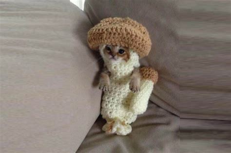 pic quite literally the cutest photo of a cat dressed as