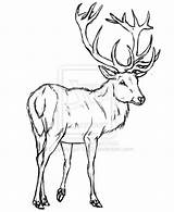 Stag Deer sketch template