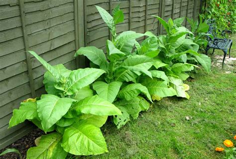 pheasant place growing tobacco