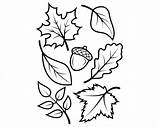 Coloring Preschool Leaves Fall sketch template
