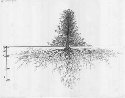 drawings  forest trees   root systems collection wur